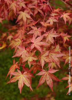 ACER palmatum