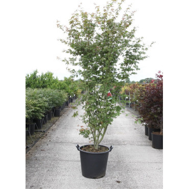 ACER palmatum En pot de 35-50 litres buisson hauteur 175-200 cm