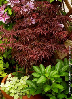 erable-du-japon-trompenburg-acer-palmatum-trompenburg-1.jpg