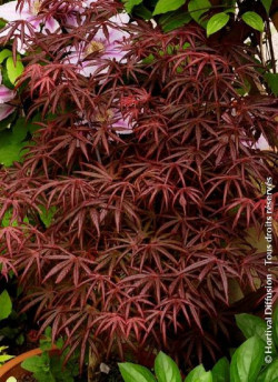 ACER palmatum DISSECTUM TROMPENBURG