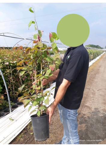 ACTINIDIA kolomikta En pot de 4-5 litres hauteur 080-100 cm