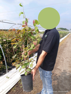 ACTINIDIA kolomikta En pot de 4-5 litres hauteur 080-100 cm