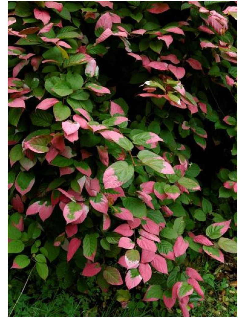 ACTINIDIA kolomikta ACTINIDIA kolomikta