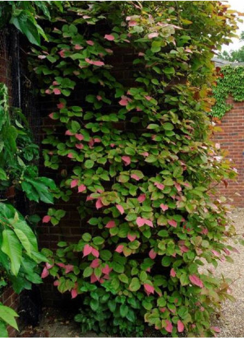 ACTINIDIA kolomikta