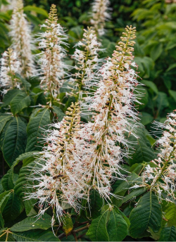AESCULUS parviflora