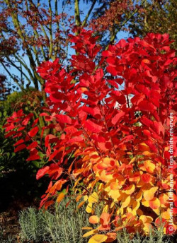 COTINUS coggygria FLAMISSIMO