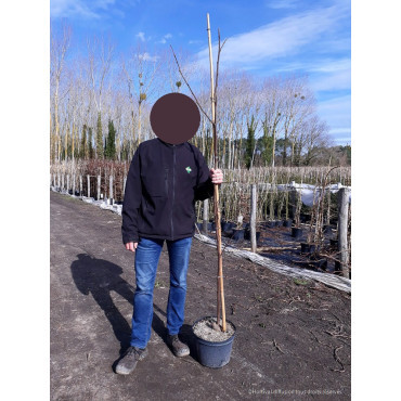 ROBINIA margaretta CASQUE ROUGE En pot de 10-12 litres forme baliveau