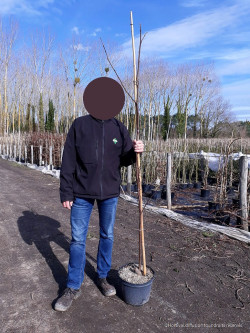 ROBINIA margaretta CASQUE ROUGE En pot de 15-20 litres baliveau hauteur 150-200 cm