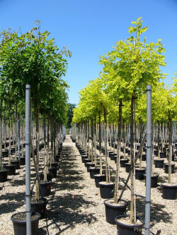 ROBINIA margaretta CASQUE ROUGE En pot de 35-50 litres tige hauteur du tronc 190-210 cm circonférence du tronc 10-12 cm