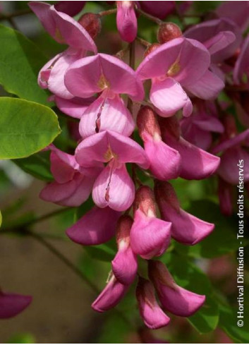 ROBINIA margaretta CASQUE ROUGE