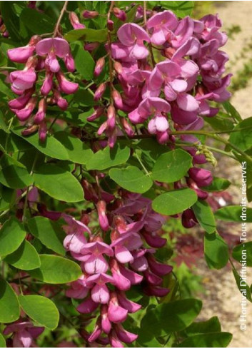 ROBINIA margaretta CASQUE ROUGE