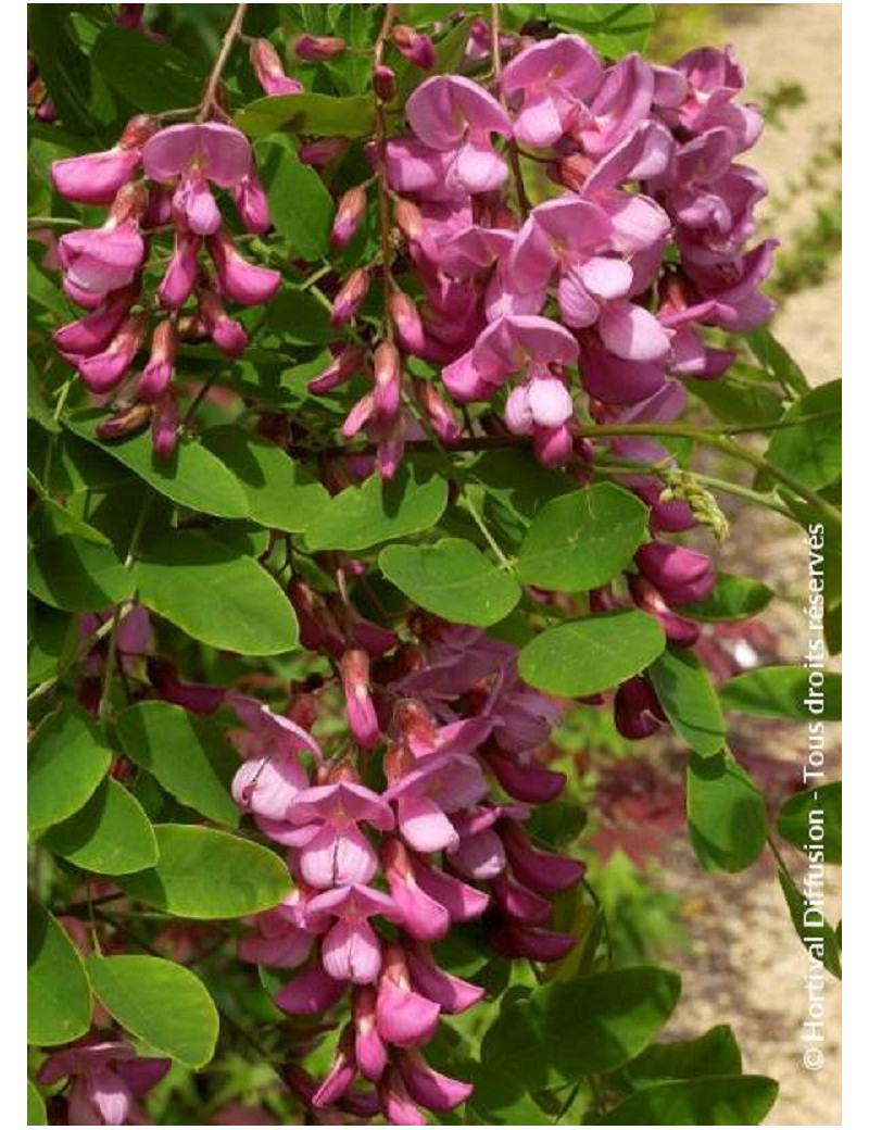 ROBINIA margaretta CASQUE ROUGE