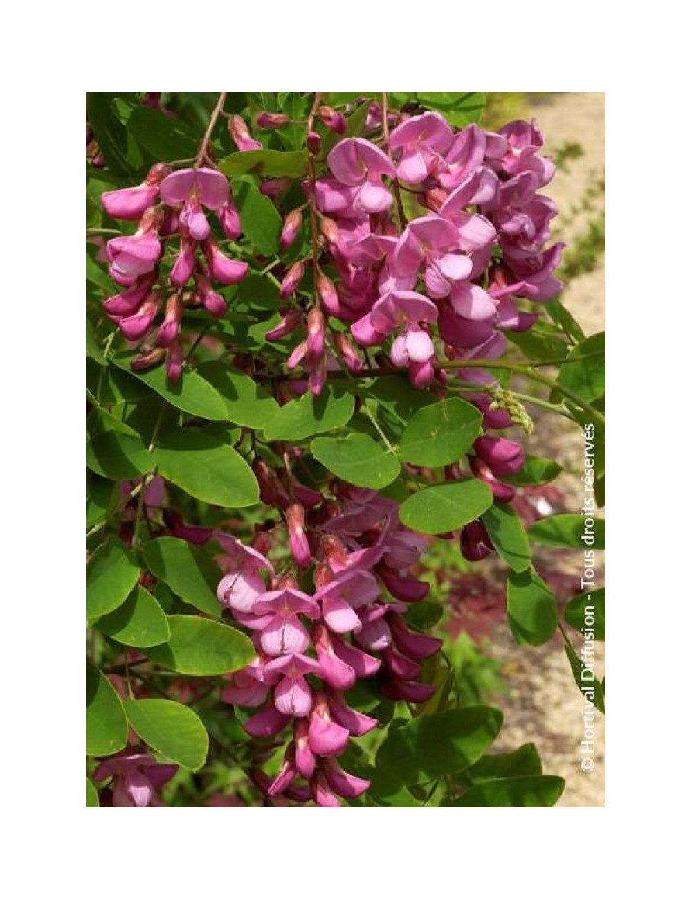 ROBINIA margaretta CASQUE ROUGE