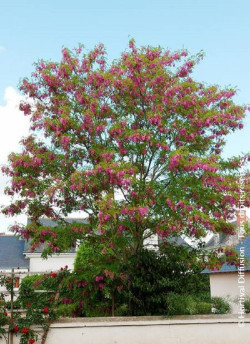 ROBINIA margaretta CASQUE ROUGE