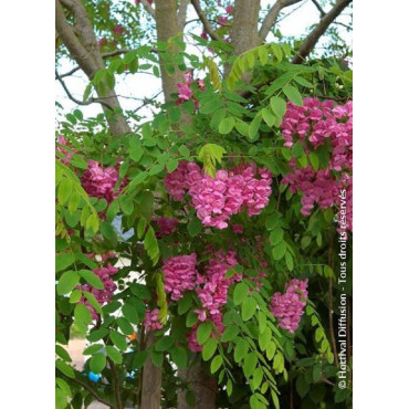 ROBINIA margaretta CASQUE ROUGE