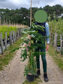 ROBINIA margaretta CASQUE ROUGE En pot de 15-20 litres baliveau hauteur 150-200 cm