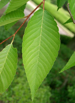 ZELKOVA serrata