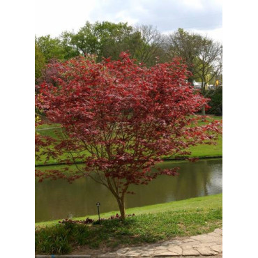 ACER palmatum ATROPURPUREUM