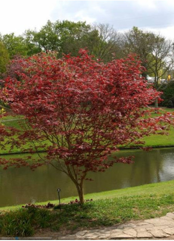 ACER palmatum ATROPURPUREUM