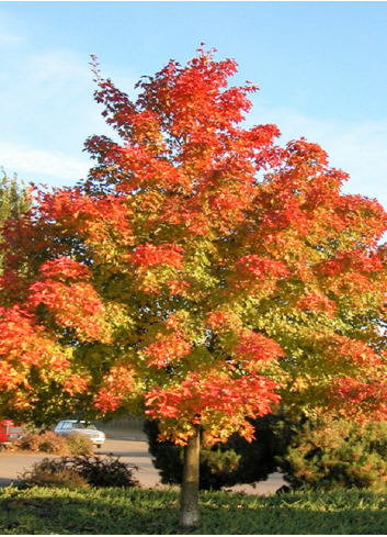 ACER PACIFIC SUNSET