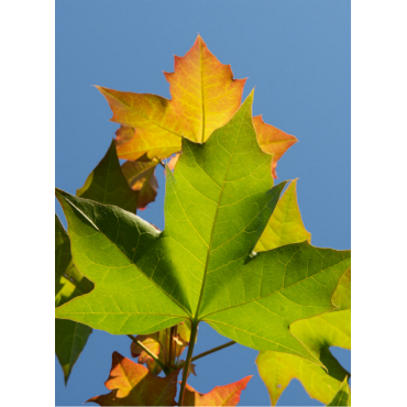 ACER PACIFIC SUNSET