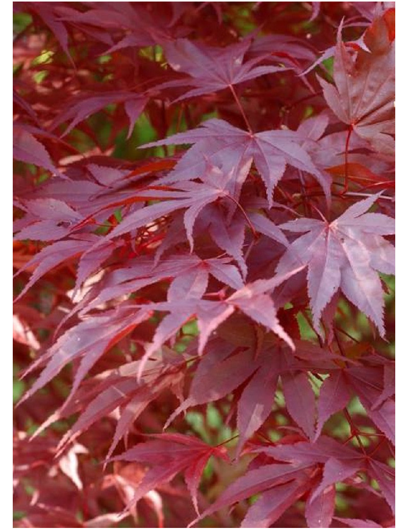 ACER palmatum ATROPURPUREUM