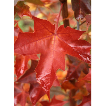 ACER PACIFIC SUNSET