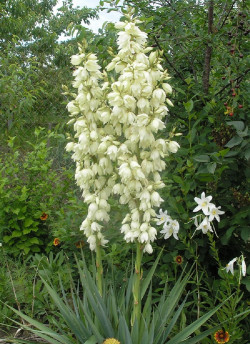 YUCCA filamentosa