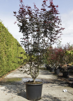 ACER palmatum BLOODGOOD En pot de 50-70 litres buisson hauteur 175-200 cm