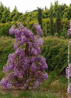 WISTERIA venusta OKAYAMA