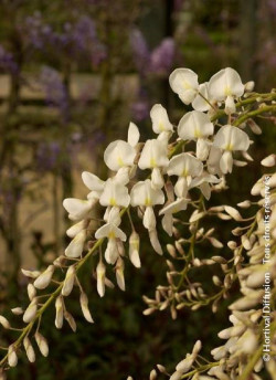 WISTERIA sinensis ALBA