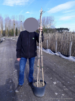 WISTERIA En pot de 15-20 litres hauteur 175- 200 cm