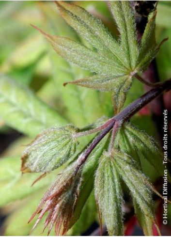 ACER palmatum OSAKAZUKI