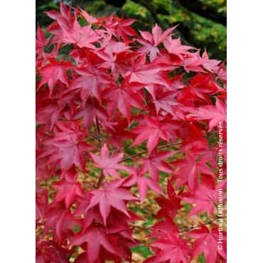 ACER palmatum OSAKAZUKI