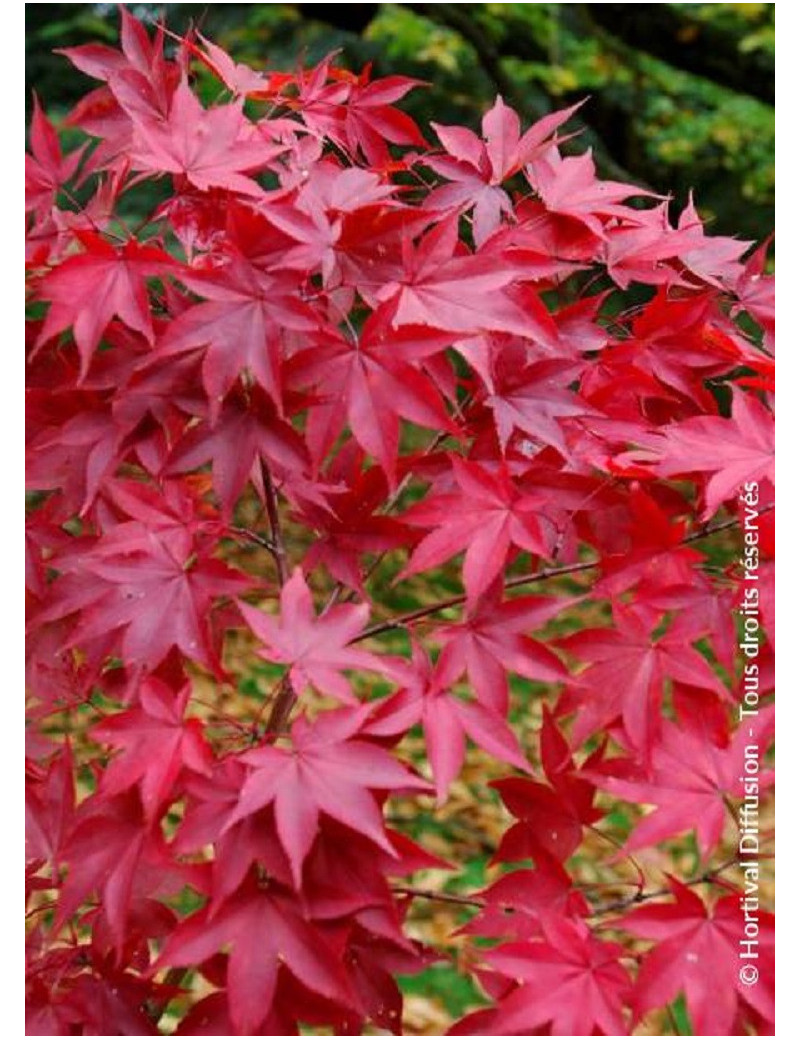 ACER palmatum OSAKAZUKI