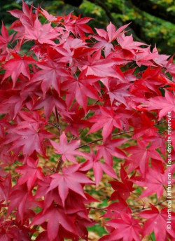 erable-du-japon-osakazuki-acer-palmatum-osakazuki.jpg