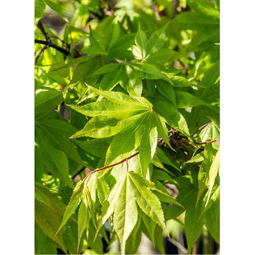 ACER palmatum OSAKAZUKI