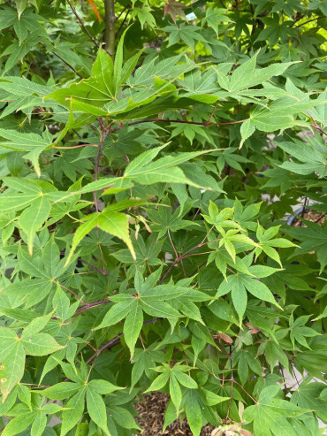 ACER palmatum OSAKAZUKI