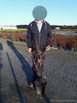 ACER palmatum OSAKAZUKI En pot de 10-12 litres buisson hauteur 040-050 cm