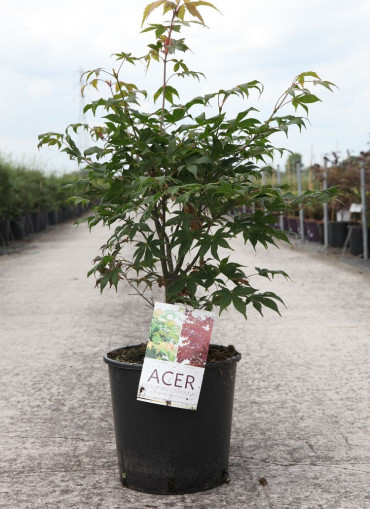 ACER palmatum OSAKAZUKI En pot de 10-12 litres buisson hauteur 040-050 cm
