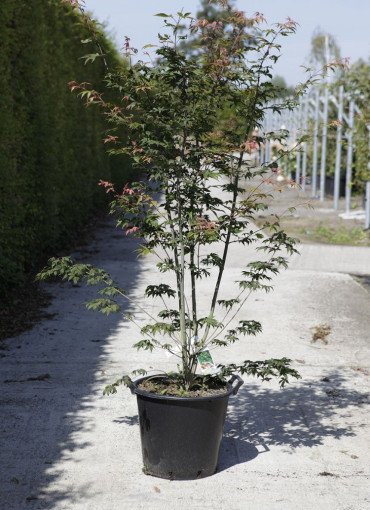 ACER palmatum OSAKAZUKI En pot de 30-35 litres buisson hauteur 125-150 cm