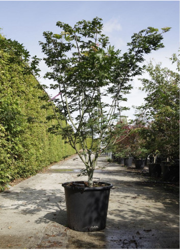 ACER palmatum OSAKAZUKI En pot de 50-70 litres