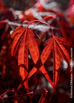 erable-du-japon-enkan-acer-palmatum-enkan-2.jpg