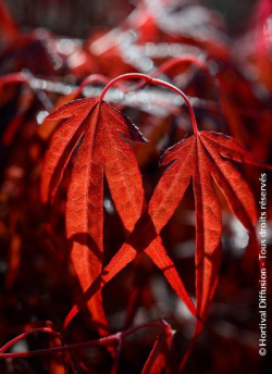 erable-du-japon-enkan-acer-palmatum-enkan-2.jpg