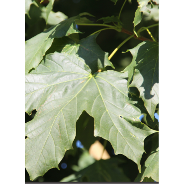 ACER platanoides COLUMNARE