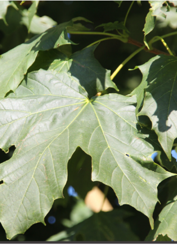 ACER platanoides COLUMNARE