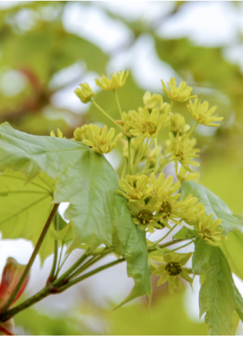 ACER platanoides COLUMNARE