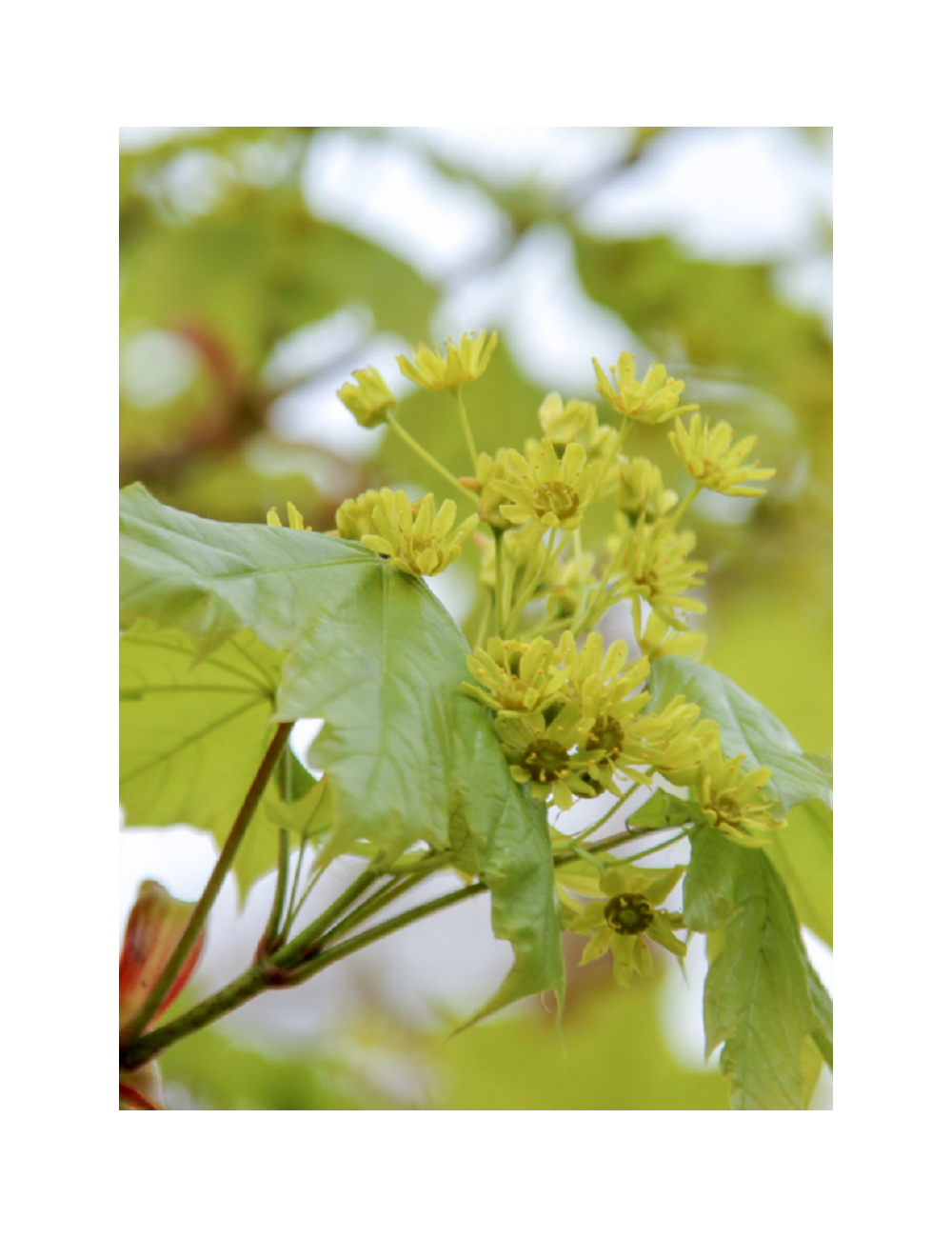 ACER platanoides COLUMNARE