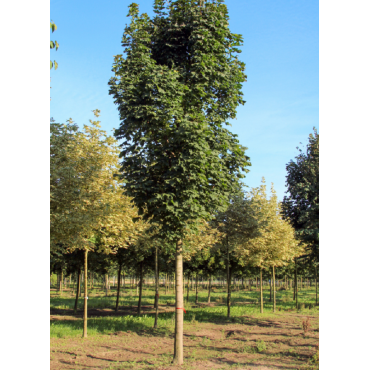 ACER platanoides COLUMNARE