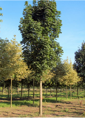 ACER platanoides COLUMNARE